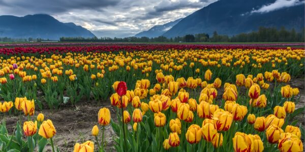 yellow flowers