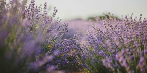 purple flowers