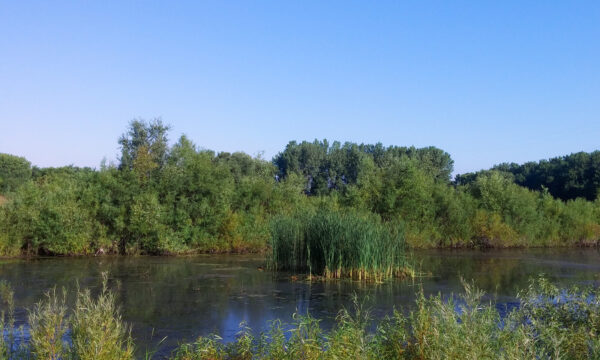 pond with trees