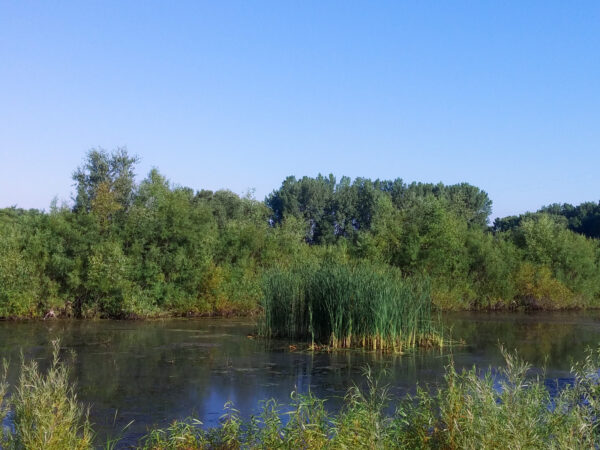 pond with trees