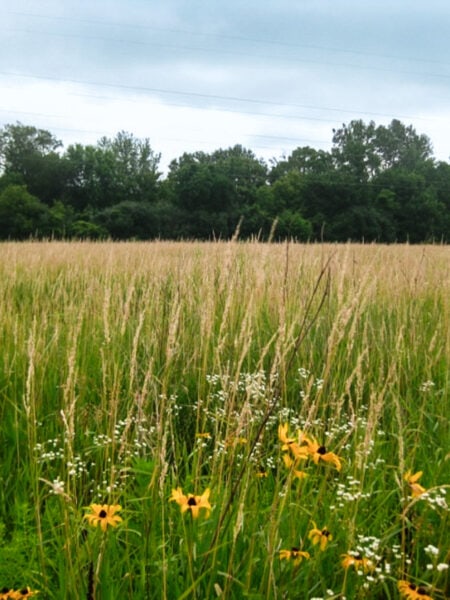 meadow with flowers