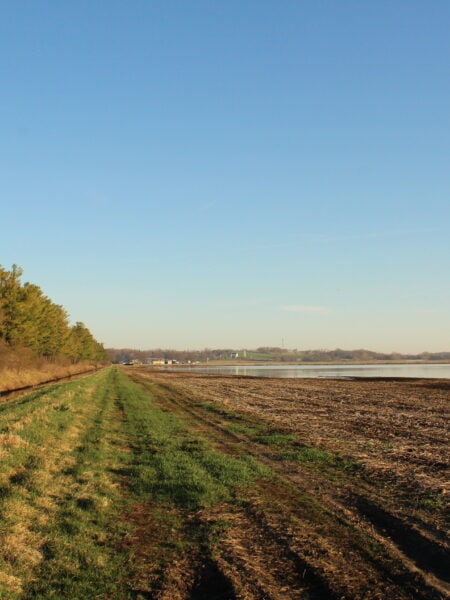 field next to trees