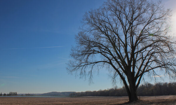 trees