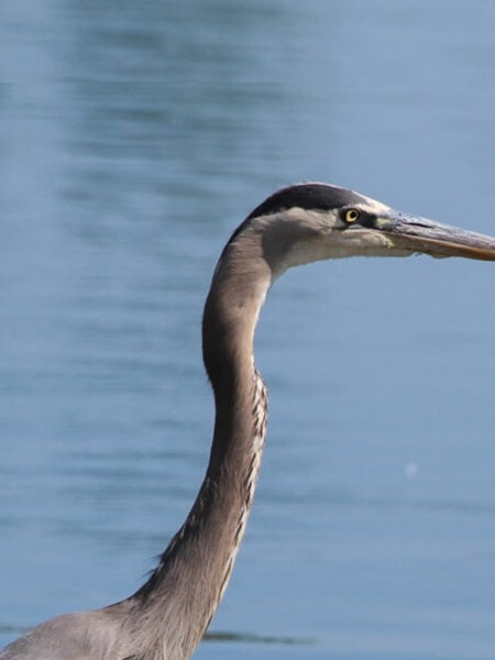 bird in water