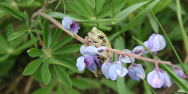 frog