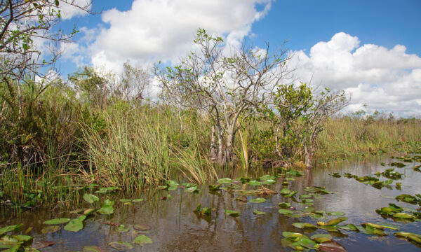 pond with lilly pads