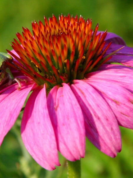 frog on flower